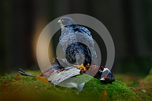 Peregrine falcon with catch Pheasant. Beautiful bird of prey Peregrine Falcon feeding kill big bird on the green moss rock with da