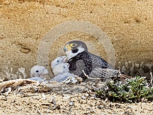 Peregrine Falcon With Chicks photo