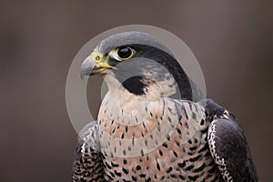 Peregrine Falcon Close-Up