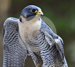 Peregrine Falcon