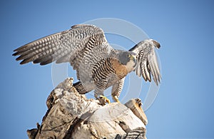 Peregrine Falcon closeup getting ready to take flight from wooden tree stump Colorado