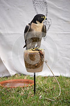 Peregrine falcon closeup