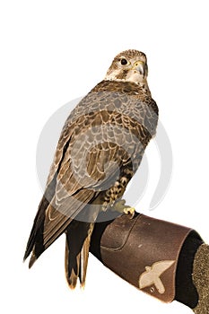 Peregrine falcon crossbred Merlin over white