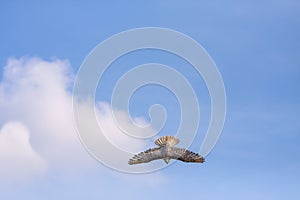 Peregrine Falcon dive flight