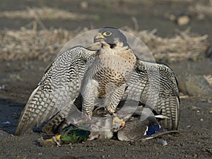 Peregrine Falcon photo