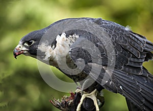 Peregrine Falcon Duck Hawk Eating