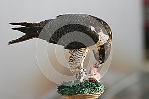 Peregrine Falcon Eating the Catch