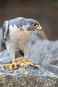 Peregrine Falcon Eating Chicken