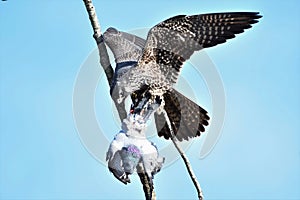 A Peregrine falcon eating a dead pigeon.