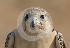 Peregrine Falcon Eyes