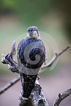 Peregrine Falcon, Falco peregrines