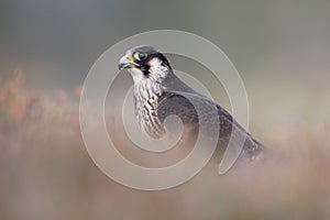 Peregrine Falcon, Falco peregrines