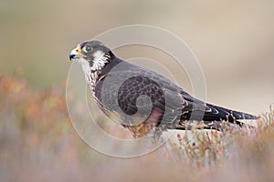 Peregrine Falcon, Falco peregrines