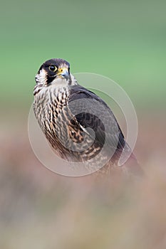 Peregrine Falcon, Falco peregrines