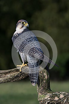 Peregrine Falcon (Falco Peregrines)