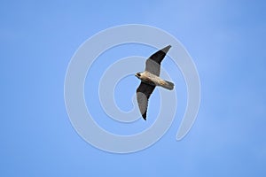 Peregrine falcon (Falco peregrinnus)
