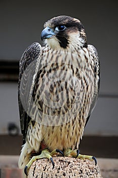 A Peregrine falcon Falco peregrinus