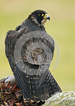 Peregrine Falcon (Falco peregrinus)