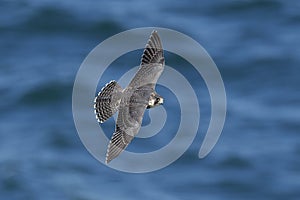 Peregrine falcon Falco peregrinus