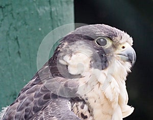 Peregrine Falcon Or Falco Peregrinus