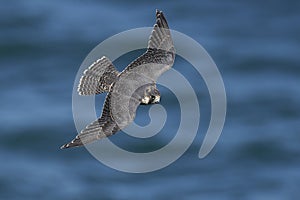 Peregrine falcon Falco peregrinus