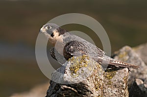 Peregrine Falcon (Falco Peregrinus)