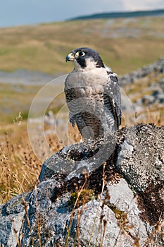 Peregrine Falcon (Falco Peregrinus)