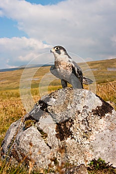 Peregrine Falcon (Falco Peregrinus)