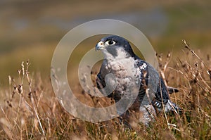 Peregrine Falcon (Falco Peregrinus)