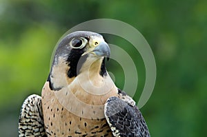 Peregrine Falcon (Falco peregrinus)