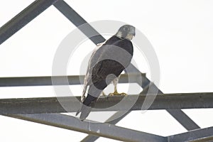 Peregrine Falcon (Falco peregrinus