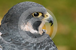 Peregrine Falcon (falco peregrinus)