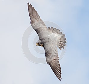 Peregrine Falcon (Falco peregrinus)