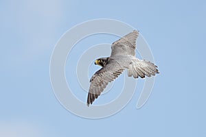 Peregrine Falcon (Falco peregrinus)