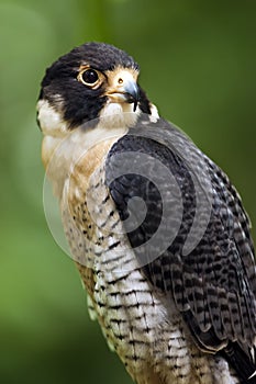 Peregrine falcon (Falco Peregrinus)