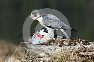 The peregrine falcon Falco peregrinus, also known as the peregrine sitting on a stone with prey in the claws. The falcon plucks