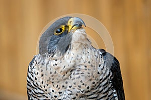 The peregrine falcon Falco peregrinus bird