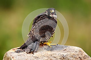 Peregrine Falcon, Falco peregrinus, bird of prey sitting on the stone with green forest background, nature habitat, France