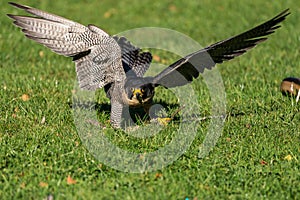 The peregrine falcon, Falco peregrinus. The fastest animals in the world