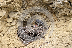 Peregrine Falcon (Falco peregrinus) feeding chicks at nest  Germany, Baden-Wuerttemberg