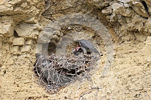 Peregrine Falcon (Falco peregrinus) feeding chicks at nest  Germany, Baden-Wuerttemberg