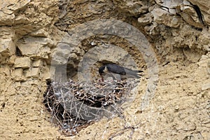 Peregrine Falcon (Falco peregrinus) feeding chicks at nest  Germany, Baden-Wuerttemberg