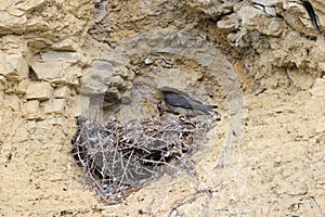 Peregrine Falcon (Falco peregrinus) feeding chicks at nest  Germany, Baden-Wuerttemberg