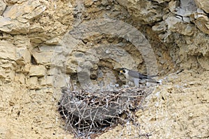 Peregrine Falcon (Falco peregrinus) feeding chicks at nest  Germany, Baden-Wuerttemberg