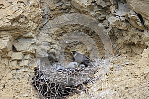 Peregrine Falcon (Falco peregrinus) feeding chicks at nest  Germany, Baden-Wuerttemberg