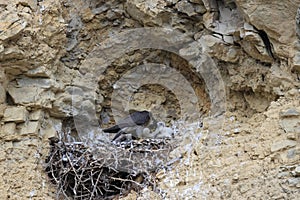 Peregrine Falcon (Falco peregrinus) feeding chicks at nest  Germany, Baden-Wuerttemberg