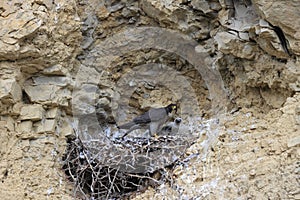 Peregrine Falcon (Falco peregrinus) feeding chicks at nest  Germany, Baden-Wuerttemberg