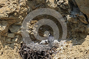 Peregrine Falcon (Falco peregrinus) feeding chicks at nest  Germany, Baden-Wuerttemberg