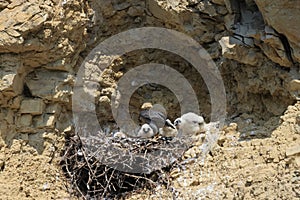 Peregrine Falcon (Falco peregrinus) feeding chicks at nest  Germany, Baden-Wuerttemberg