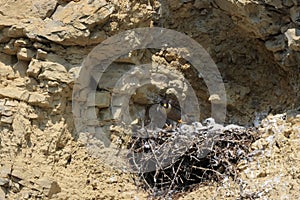 Peregrine Falcon (Falco peregrinus) feeding chicks at nest  Germany, Baden-Wuerttemberg